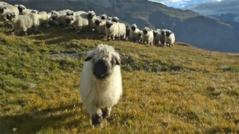 Wallis Tourismus - Sommer