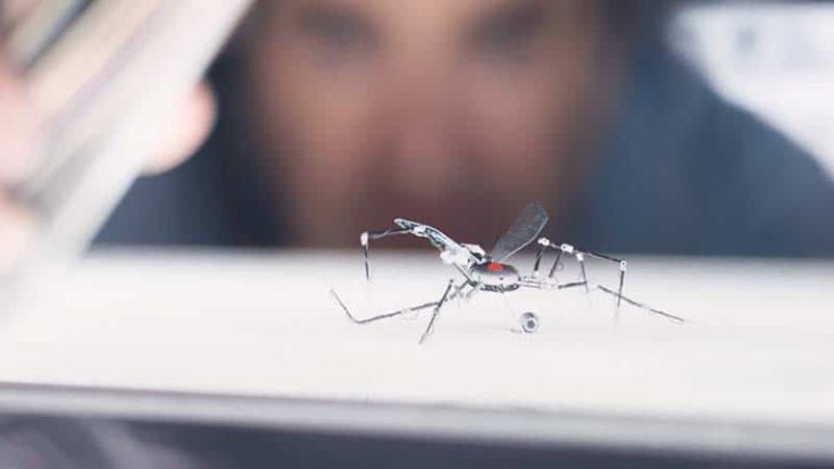 Mobiliar-Insektenjagt